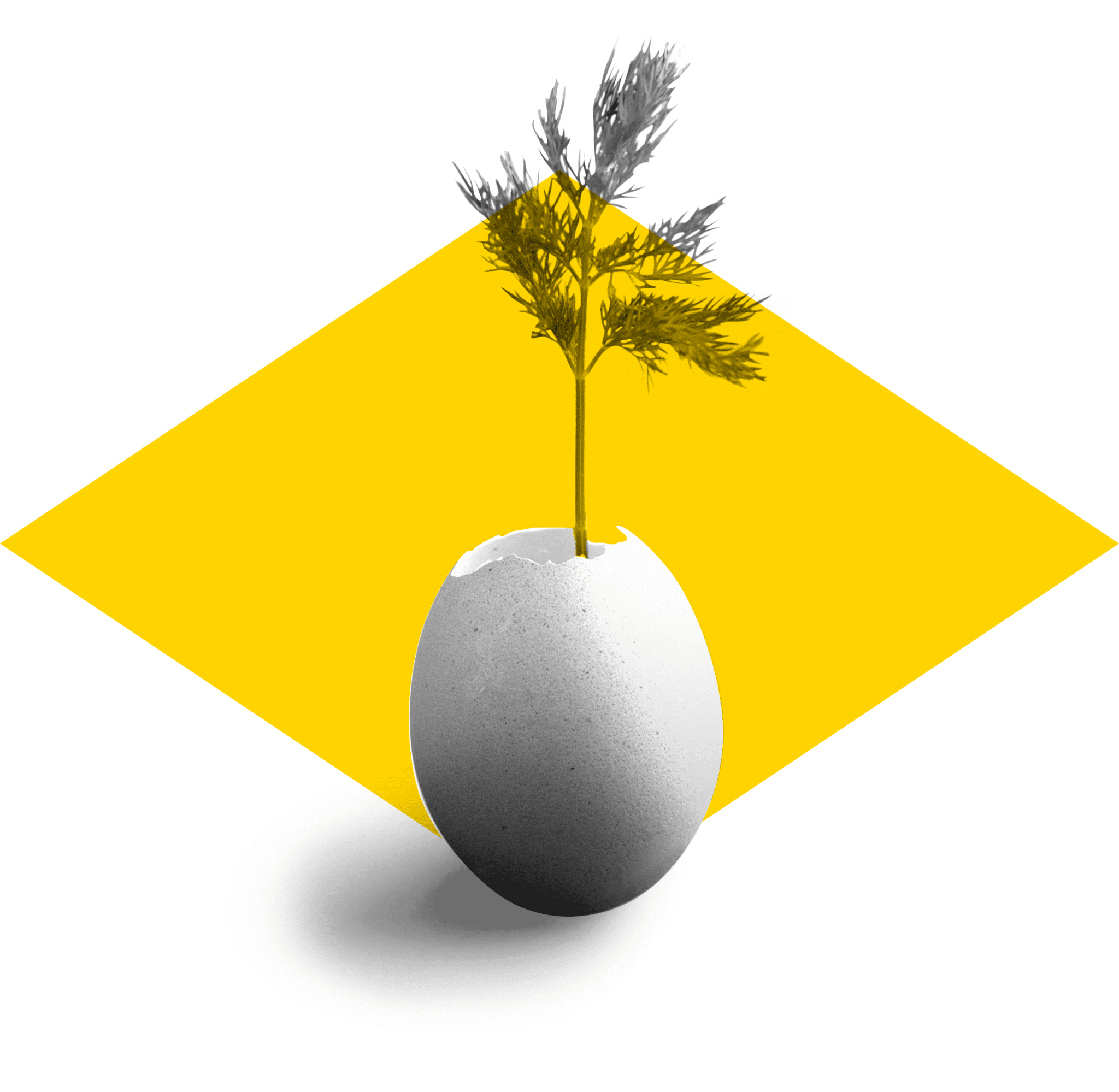 egg-open